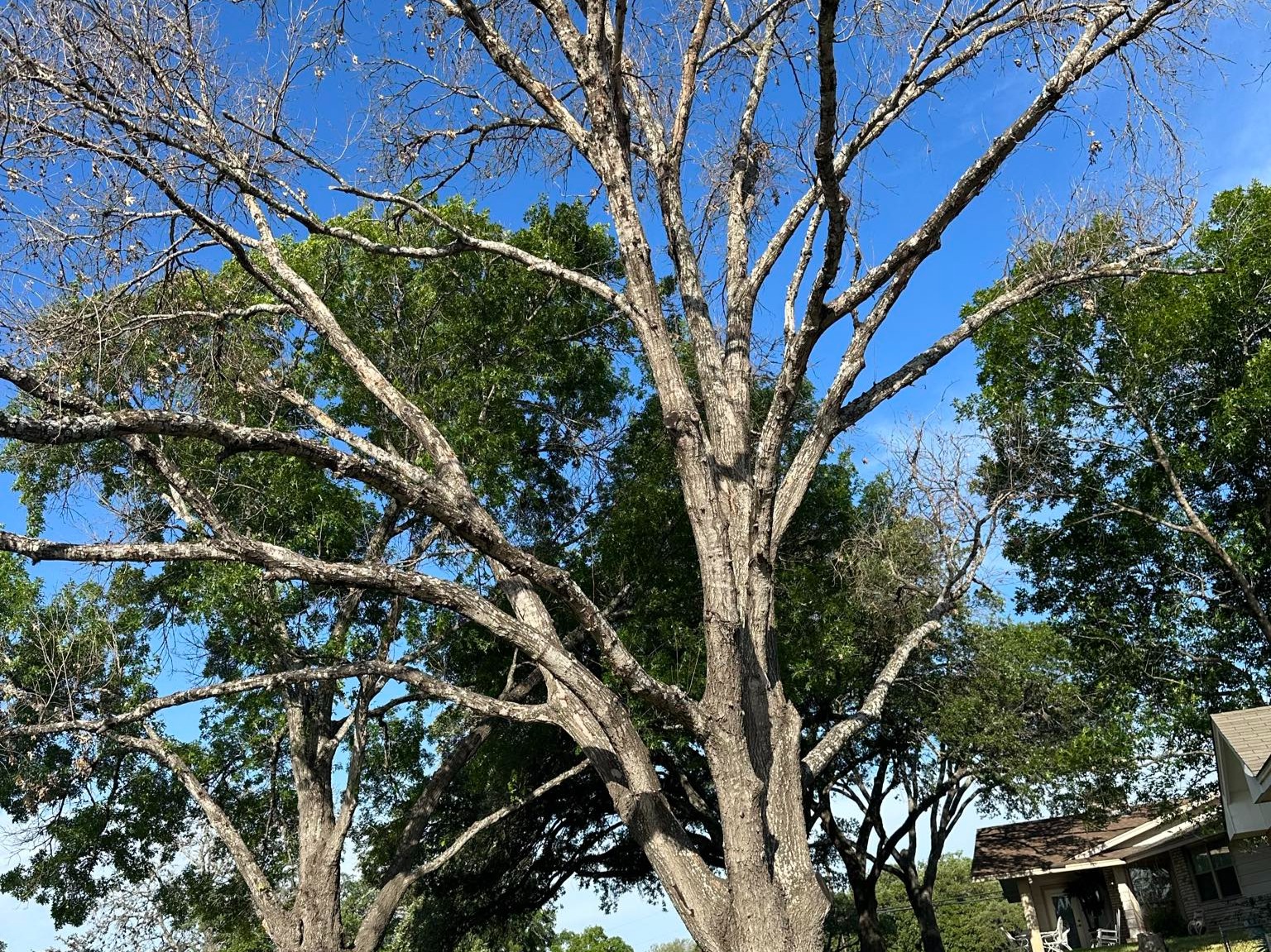 D.A.M Rivera Landscaping