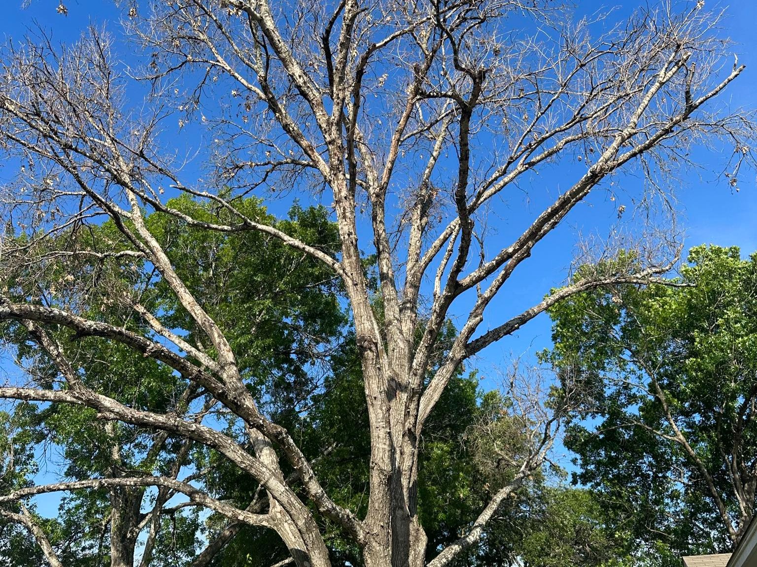 D.A.M Rivera Landscaping