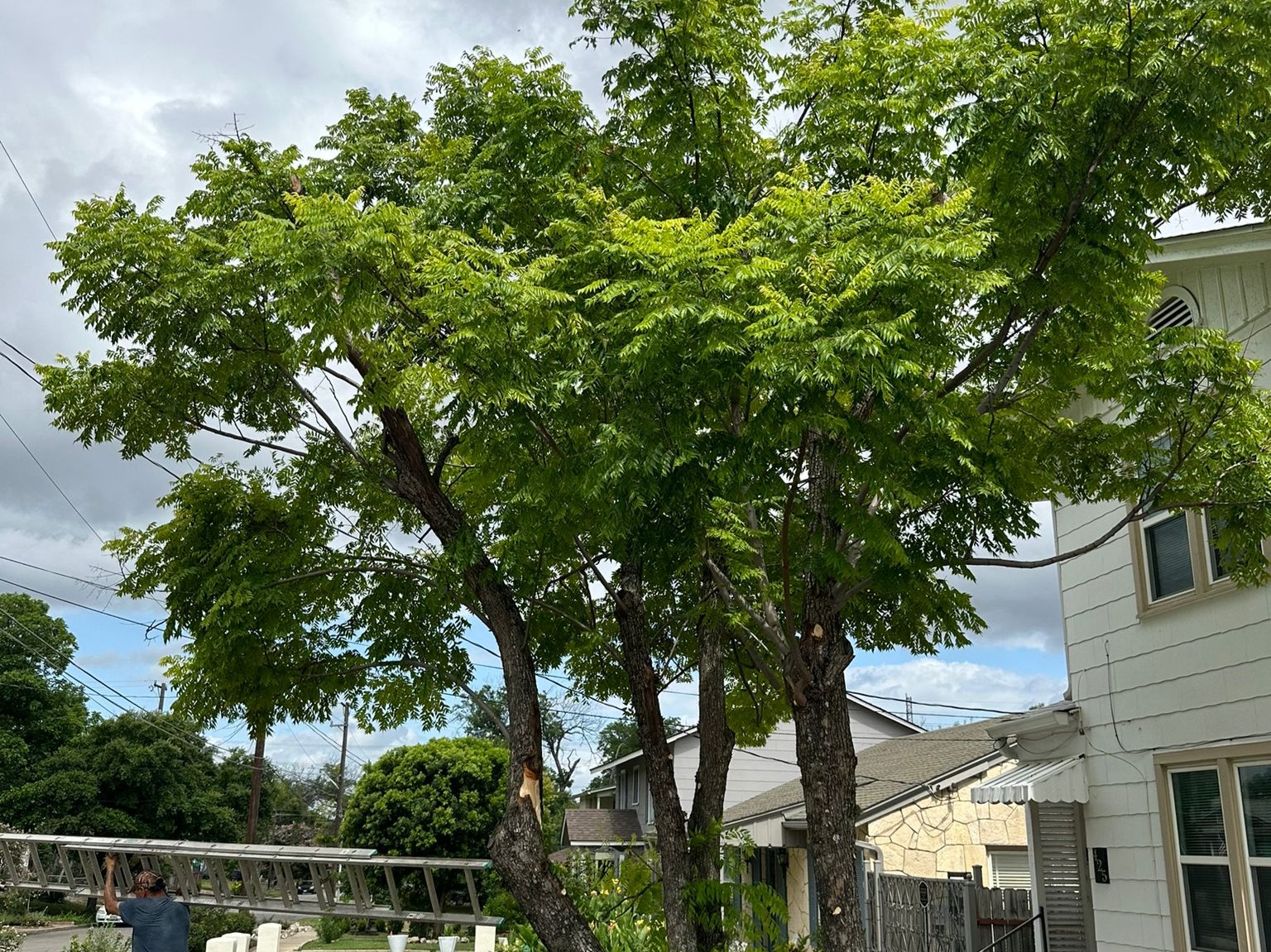 D.A.M Rivera Landscaping