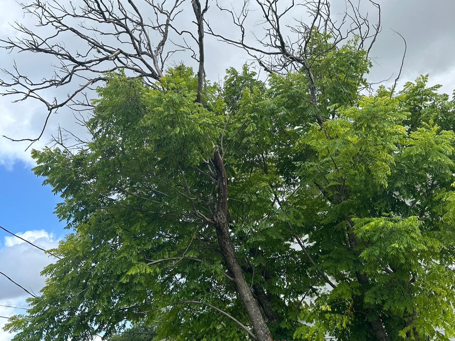 D.A.M Rivera Landscaping