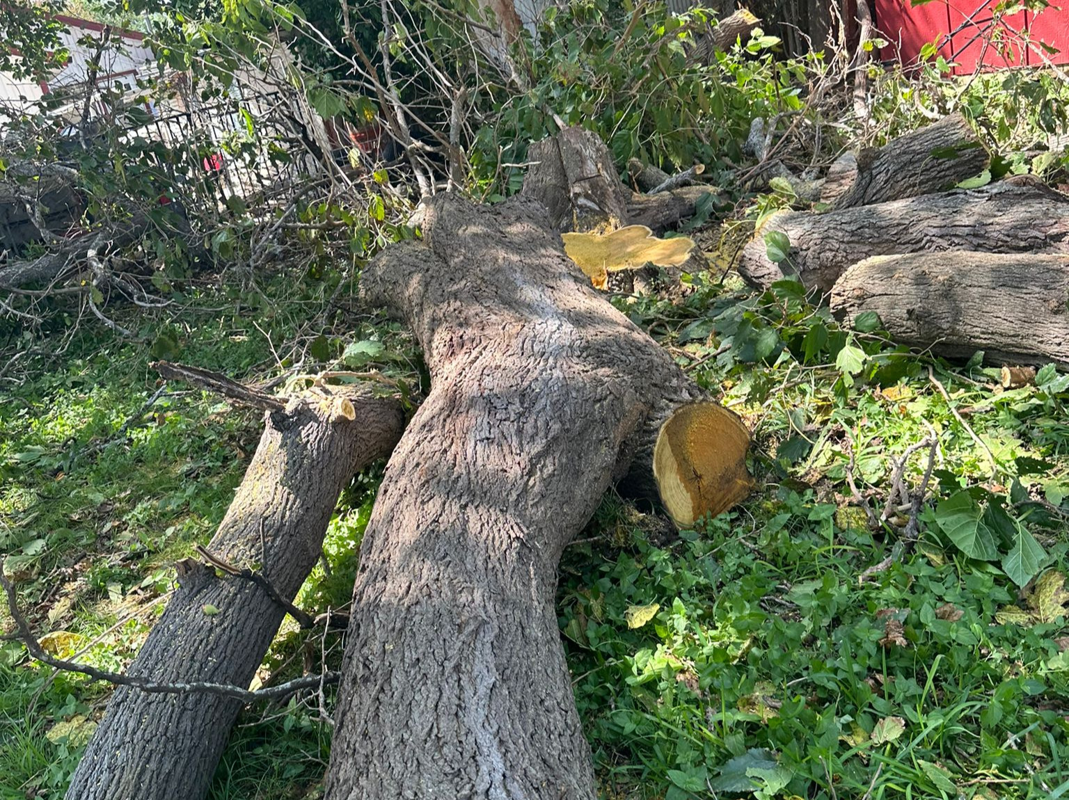 D.A.M Rivera Landscaping