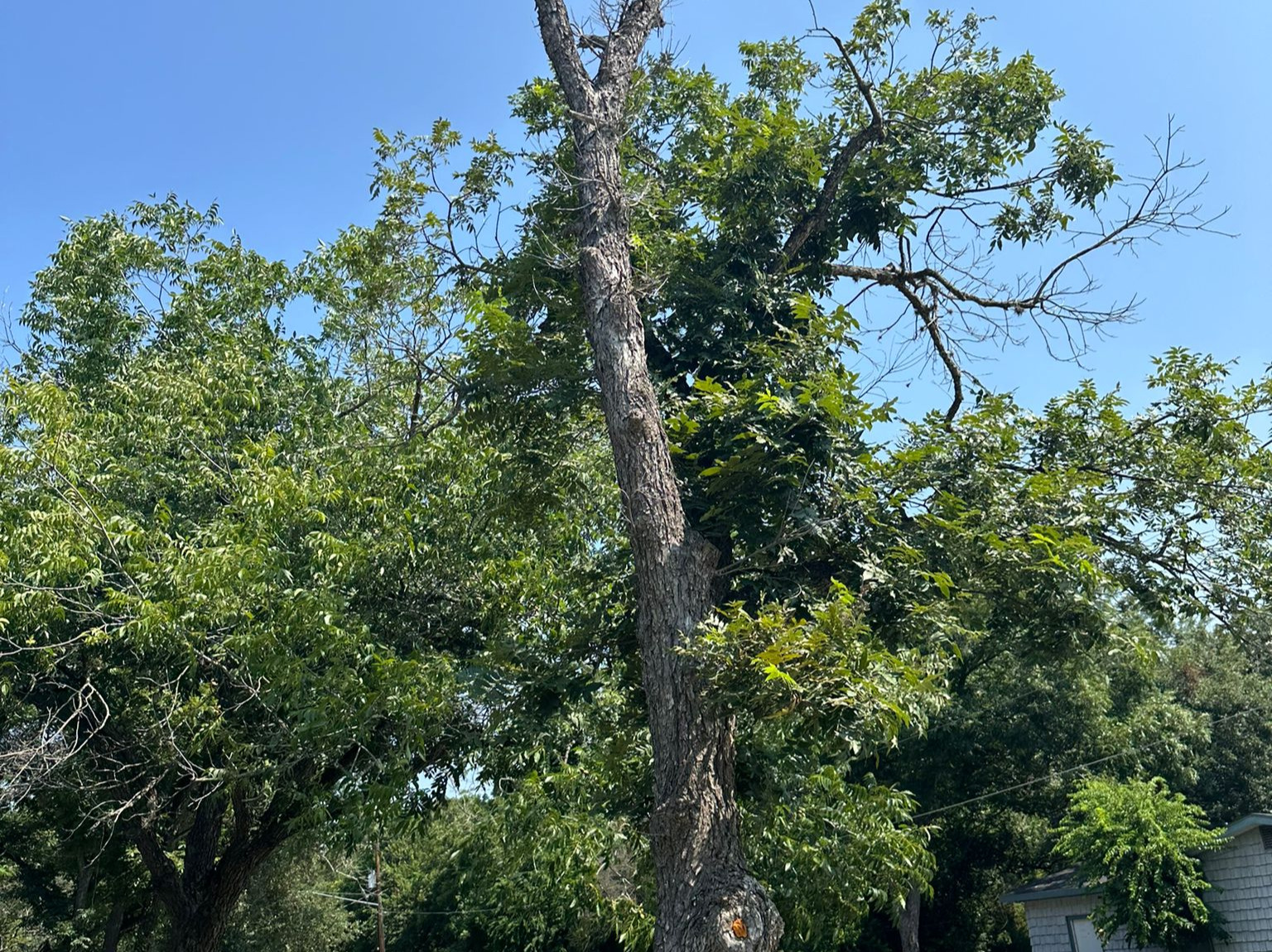 D.A.M Rivera Landscaping